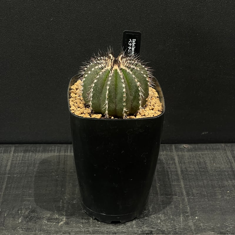サボテン ユーベルマニア ペクチニフェラ × プラ鉢 | 最終的にサボテン