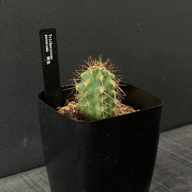 サボテン トリコケレウス 黄鷹 × プラ鉢 | 最終的にサボテン