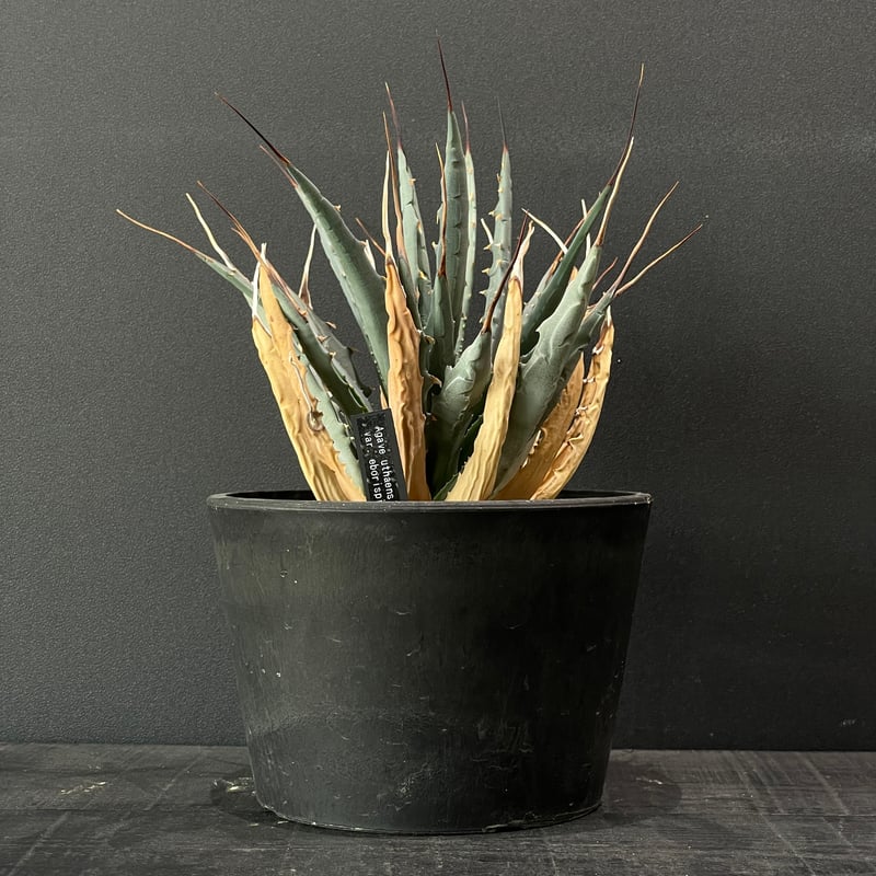 【No.21】アガベ　エボリスピナ美株 アガベ エボリスピナ 「コレクション株」特大 アガベ ユタエンシス