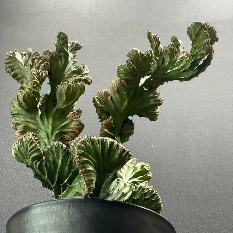 特大　Euphorbia lactea 綴化　斑入り　鉢のまま発送　コーデックス 特大 Euphorbia lactea 綴化 斑入り 鉢のまま発送 コーデックス