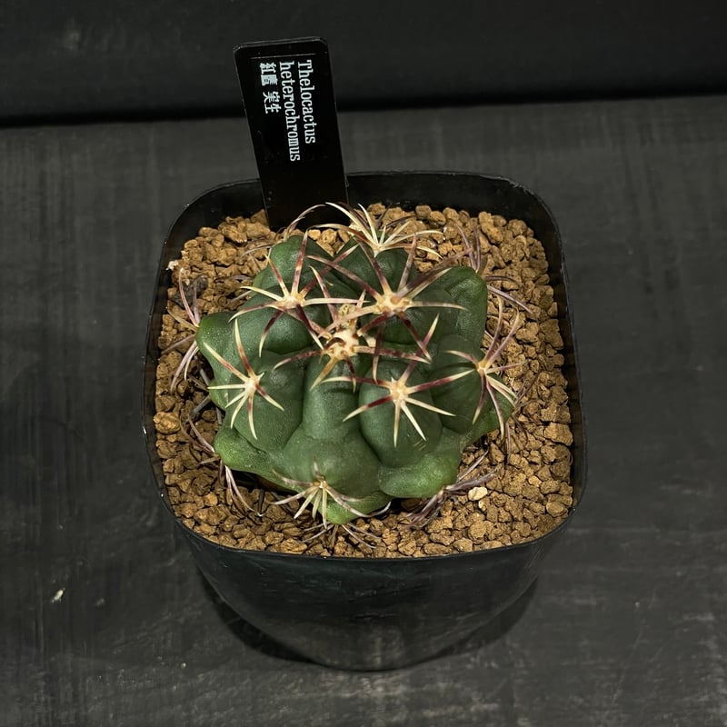 サボテン テロカクタス 紅鷹 古株 実生 テロカクタス紅鷹をマーブル模様の美濃焼鉢に植え替えたぞ！ | もすレコ。