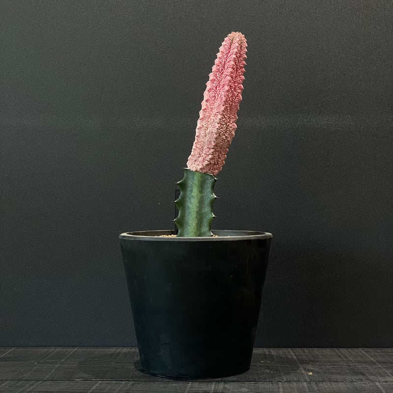 コーデックス ユーフォルビア アブデルクリ ”ダマスク” 接ぎ木 × BLACK