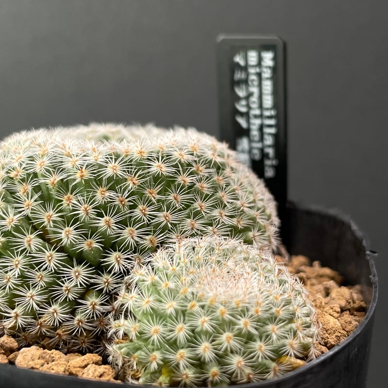 サボテン マミラリア 雪絹丸 × プラ鉢 | 最終的にサボテン オンライン