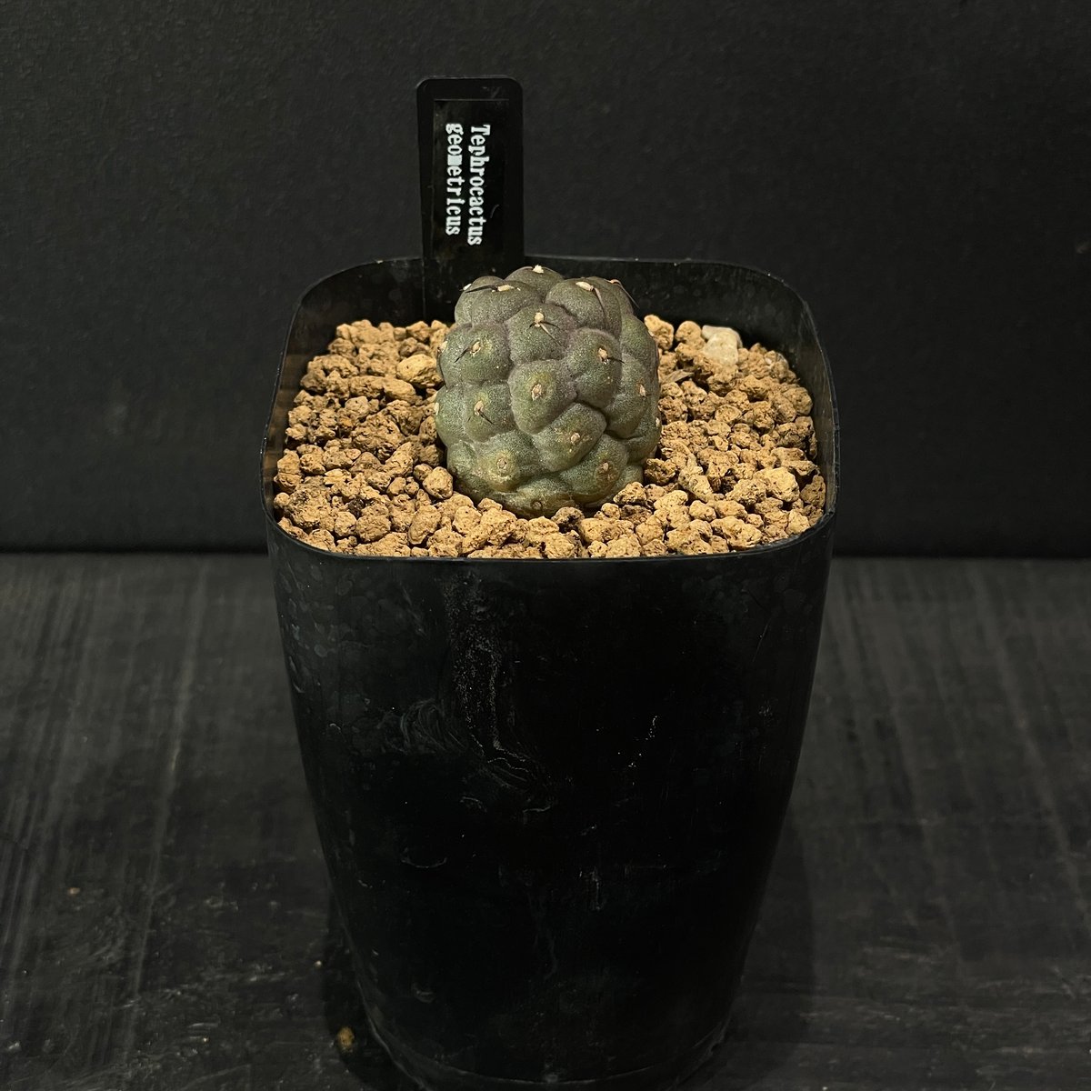 サボテン テフロカクタス ゲオメトリクス × プラ鉢 | 最終的にサボテン