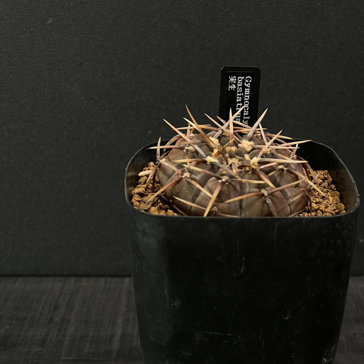 サボテン ギムノカリキウム バシアトラム × プラ鉢 | 最終的にサボテン