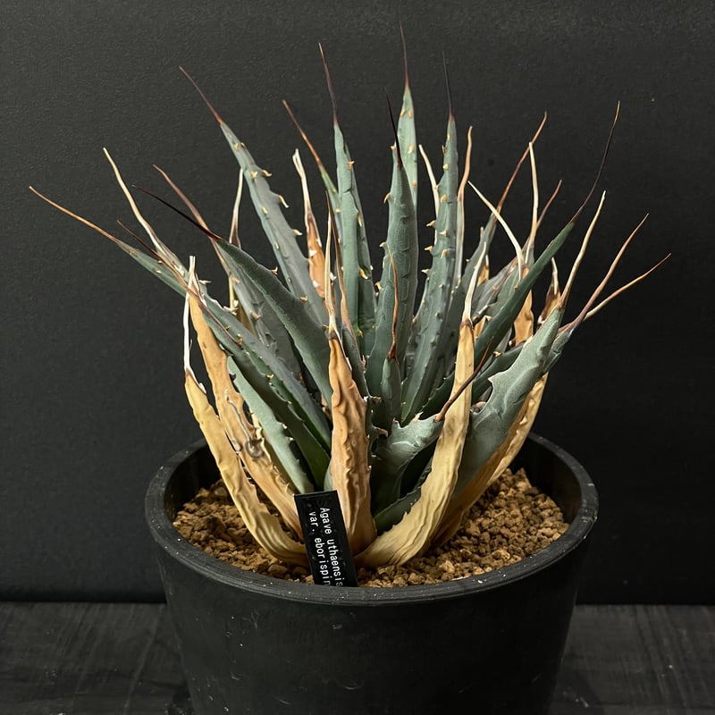 多肉植物 アガベ エボリスピナ × BLACK PLASTIC POT | 最終的に