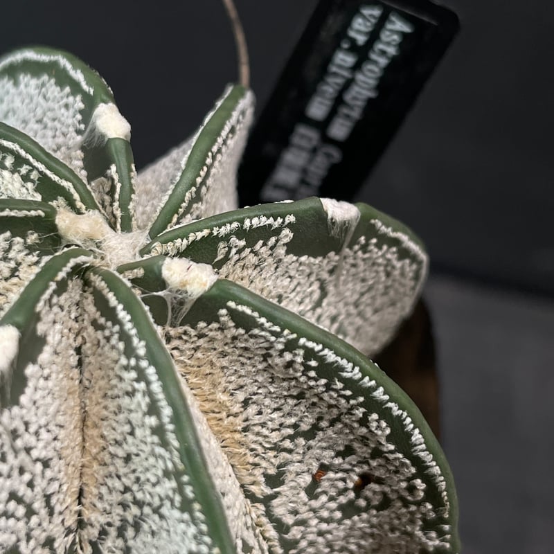 サボテン アストロフィツム 白瑞鳳玉 × プラ鉢 | 最終的にサボテン