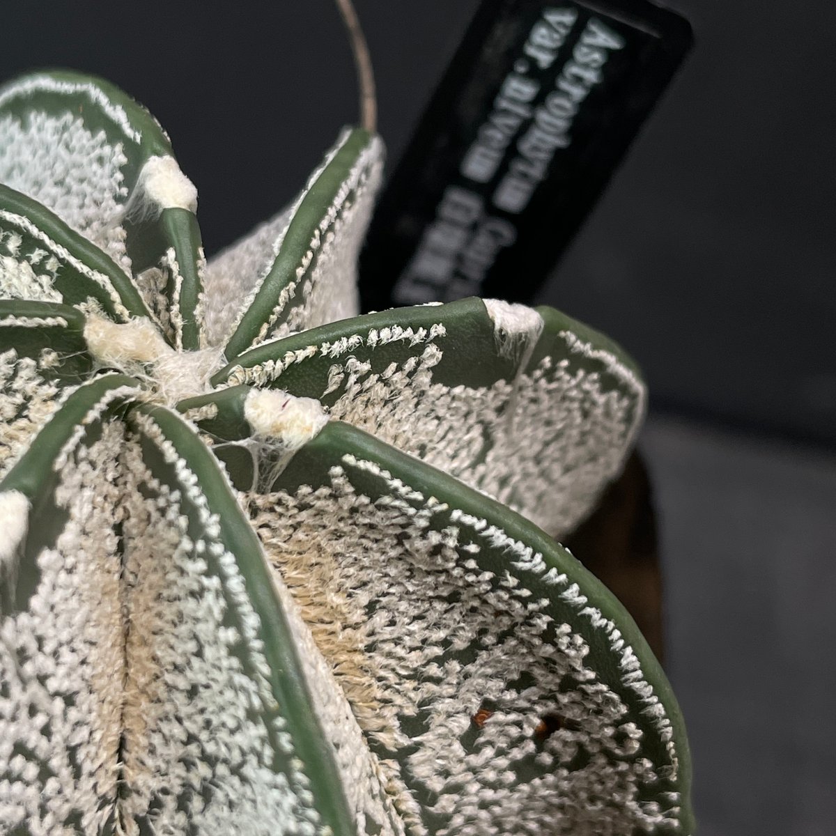 サボテン アストロフィツム 白瑞鳳玉 × プラ鉢 | 最終的にサボテン