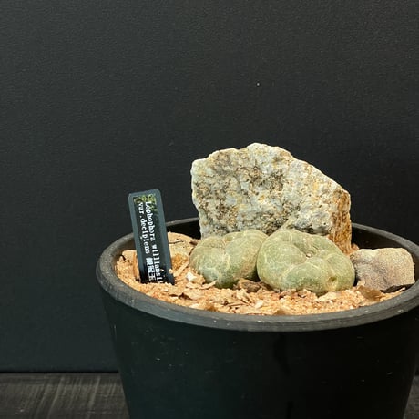 ハビタットスタイル | STORES