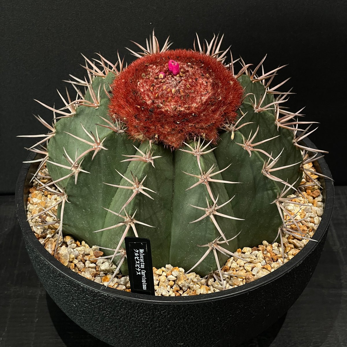 サボテン メロカクタス クルビスピナス × 樹脂鉢 | 最終的にサボテン