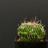 サボテン メロカクタス クルビスピナス × 樹脂鉢 | 最終的にサボテン