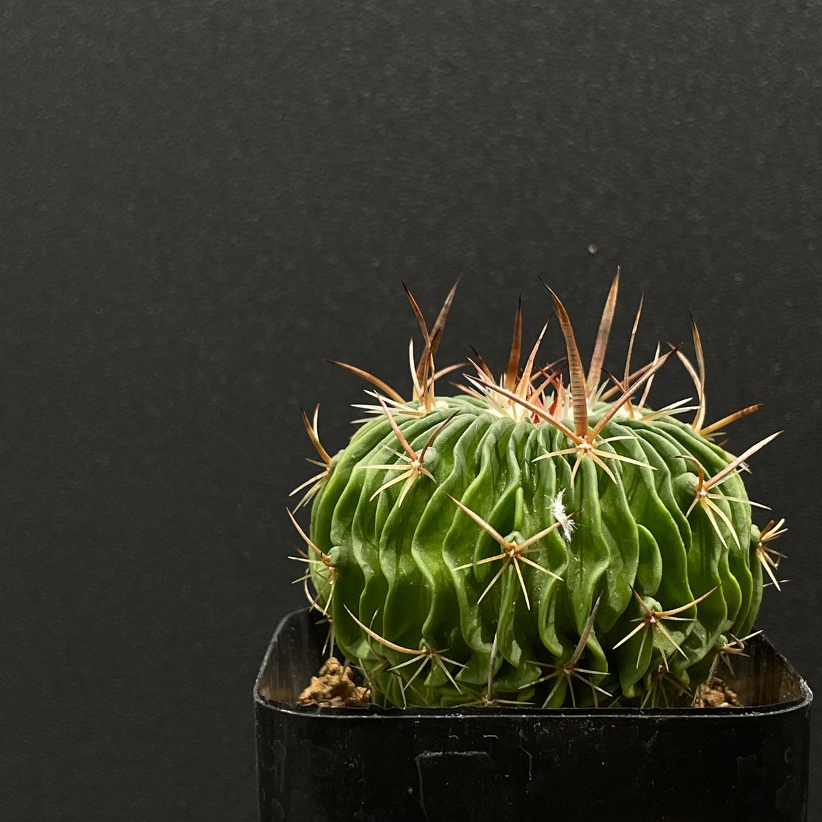 エキノフォスロカクタス　振武玉　実生　サボテン 楽天市場】サボテン：エキノフォスロカクタス 振武玉*幅8cm 現品！一品