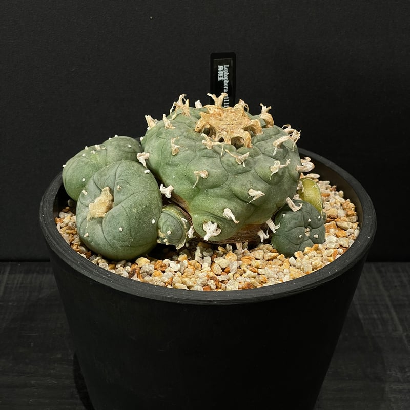 サボテン ロフォフォラ 烏羽玉 × BLACK PLASTIC POT | 最終的に