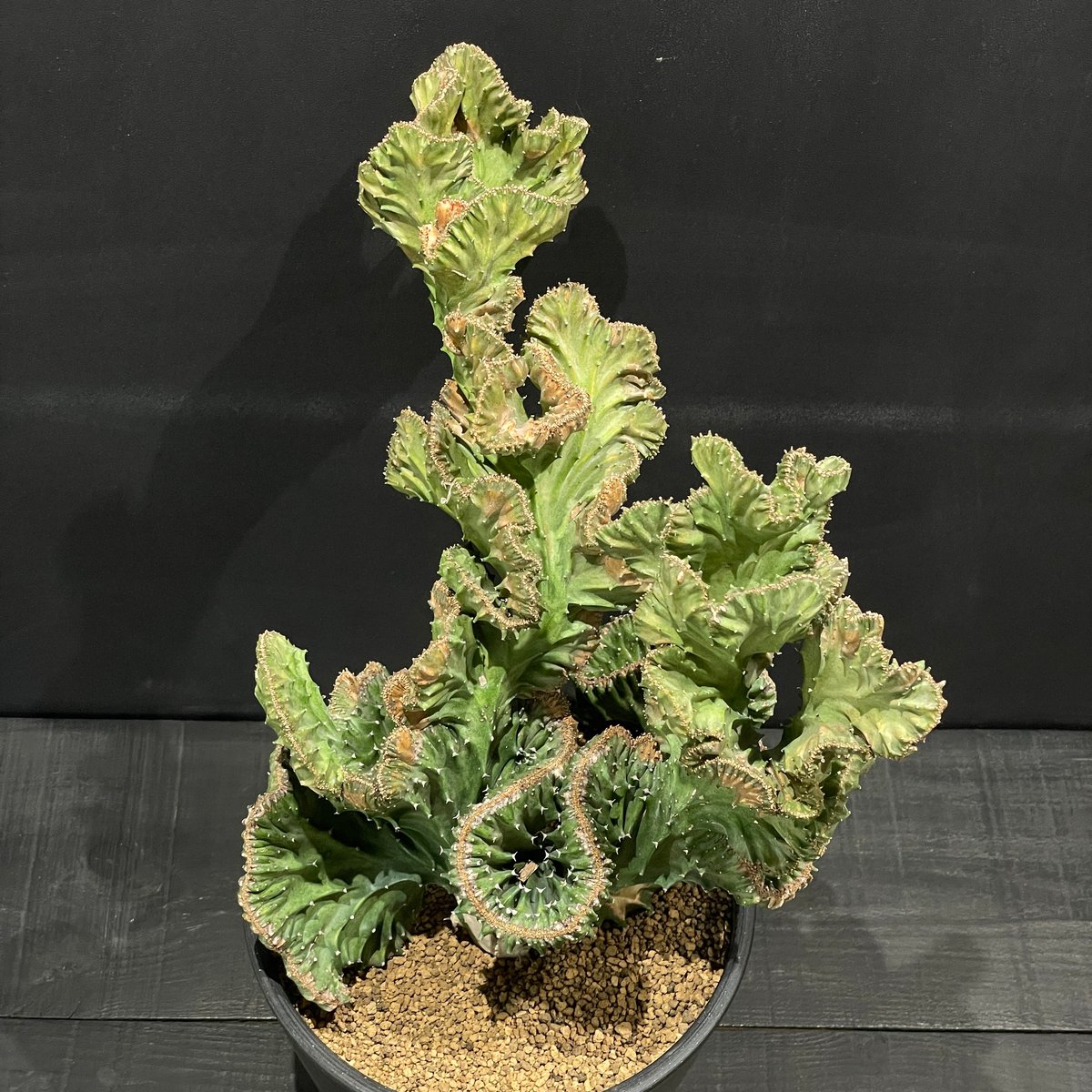 特大　Euphorbia lactea 綴化　斑入り　鉢のまま発送　コーデックス 特大 Euphorbia lactea 綴化 斑入り 鉢のまま発送 コーデックス