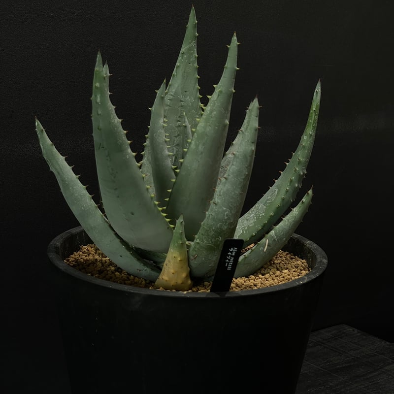 多肉植物 アロエ ライツィー × BLACK PLASTIC POT | 最終的にサボテン