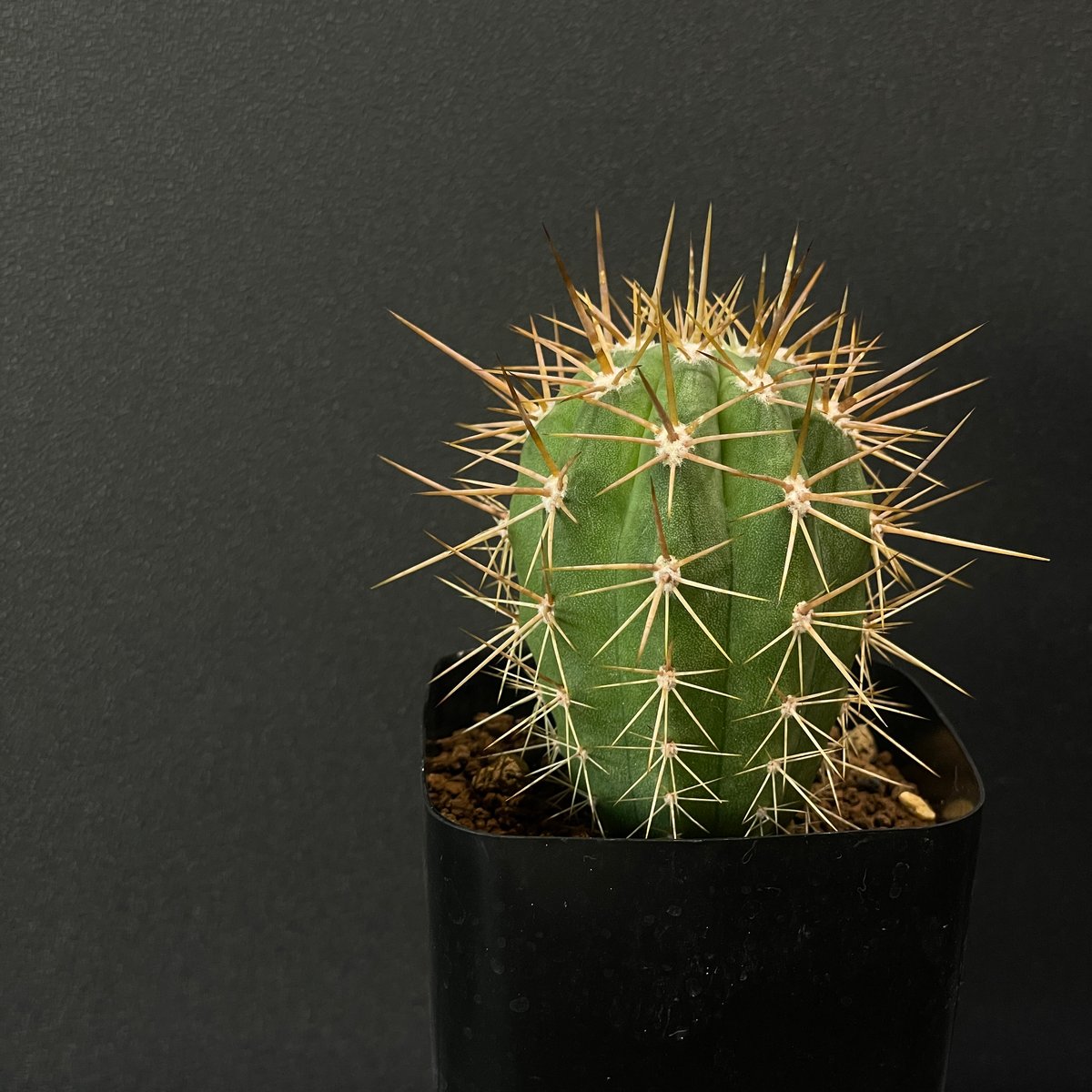 サボテン トリコケレウス 錦鶏竜 × プラ鉢 | 最終的にサボテン