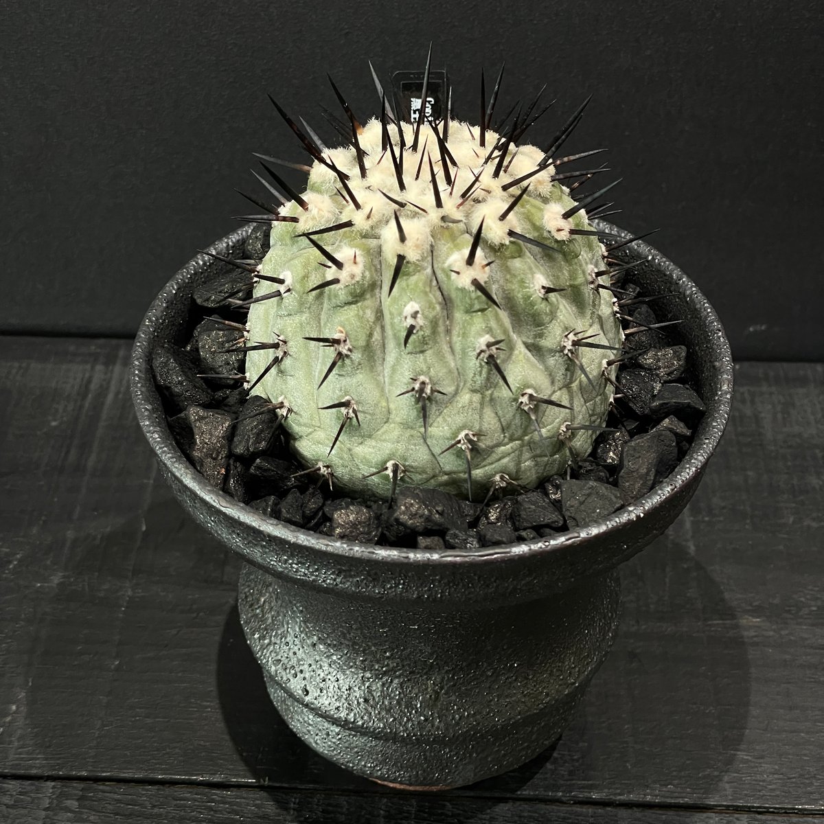 黒王丸 多頭！激ジブ作家鉢付き！コピアポア サボテン 塊根 グラキリス パキプス サボテン コピアポア 黒王丸（接ぎ降ろし） × 山元一真 作家鉢 | 最終