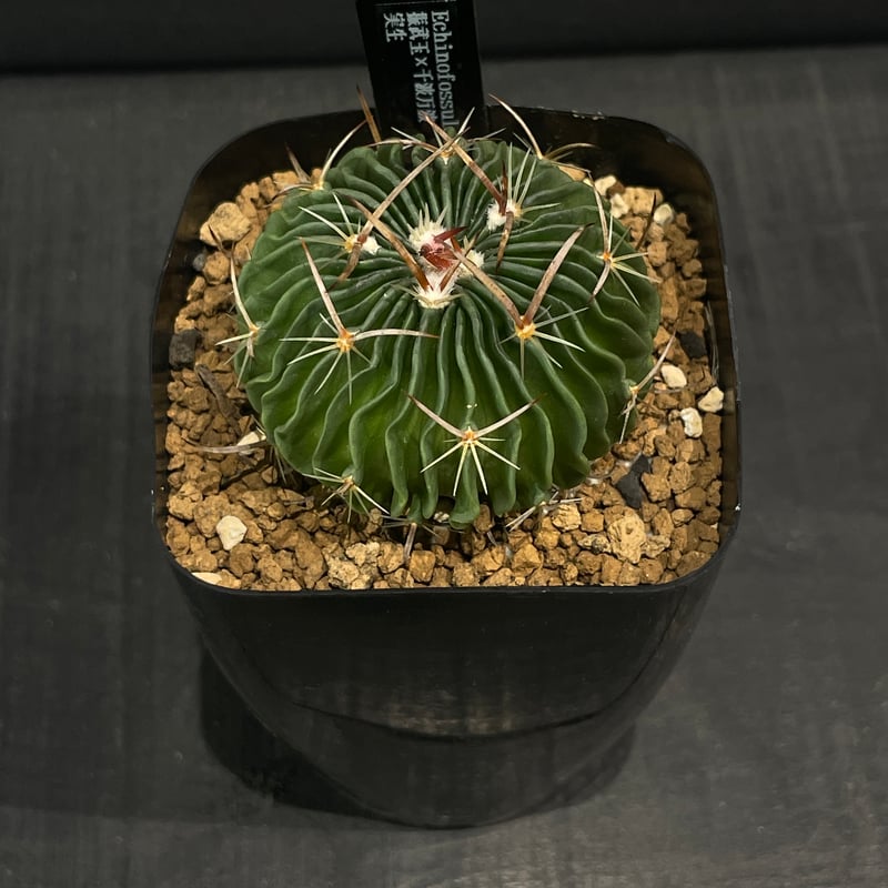 サボテン　菊水　綴化　大疣　実生　プラ鉢　検）グラキリス　パキプス　アガベ サボテン 菊水 綴化 大疣 実生 プラ鉢 検）グラキリス パキプス アガベ