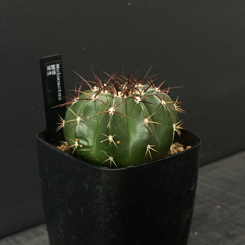 サボテン　メロカクタス　恒星雲　実生　※鉢のまま発送 サボテン メロカクタス 恒星雲 実生 ※鉢のまま発送