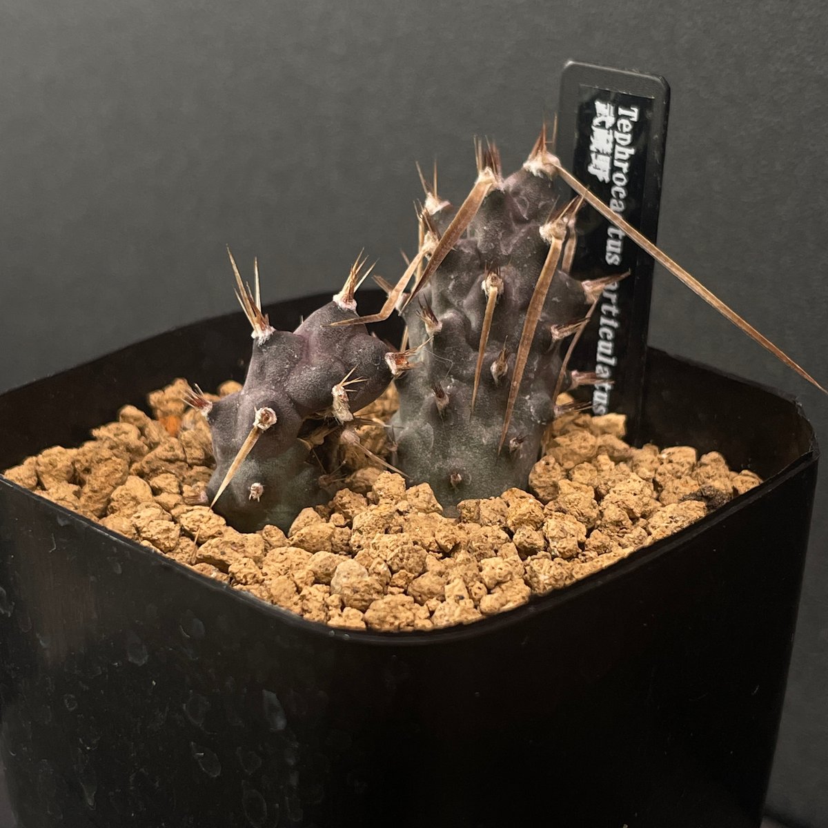 コ*ア様 柱サボテン スピラリス 3本セット サボテン テフロカクタス