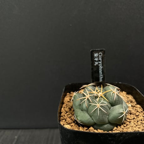 最終的にサボテン オンラインストア