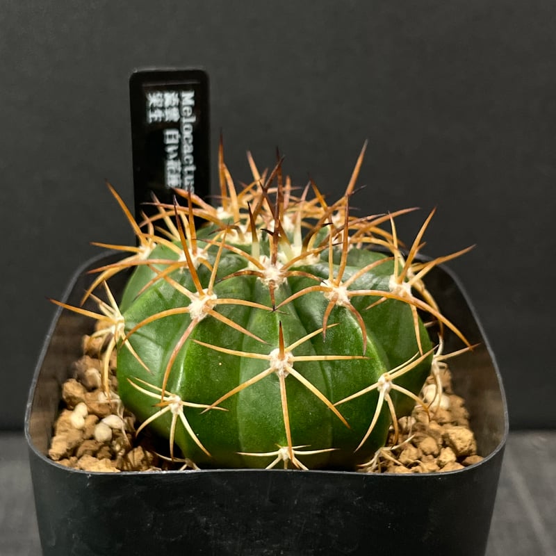 サボテン　メロカクタス　恒星雲　実生　※鉢のまま発送 サボテン メロカクタス 流雲 × プラ鉢 | 最終的にサボテン オンライン