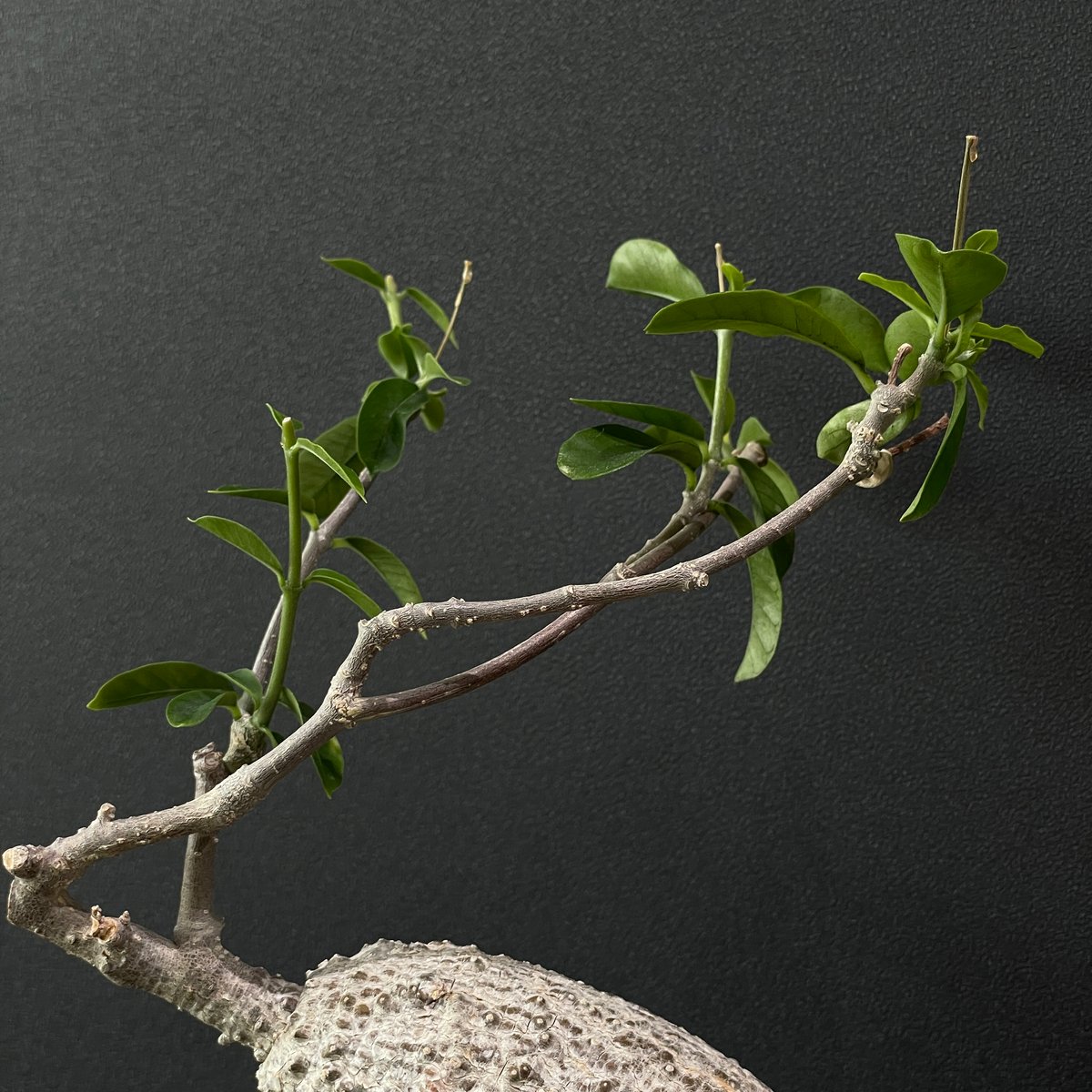 塊根植物 フォッケア エデュリス 火星人 × BLACK PLASTIC POT | 最終的