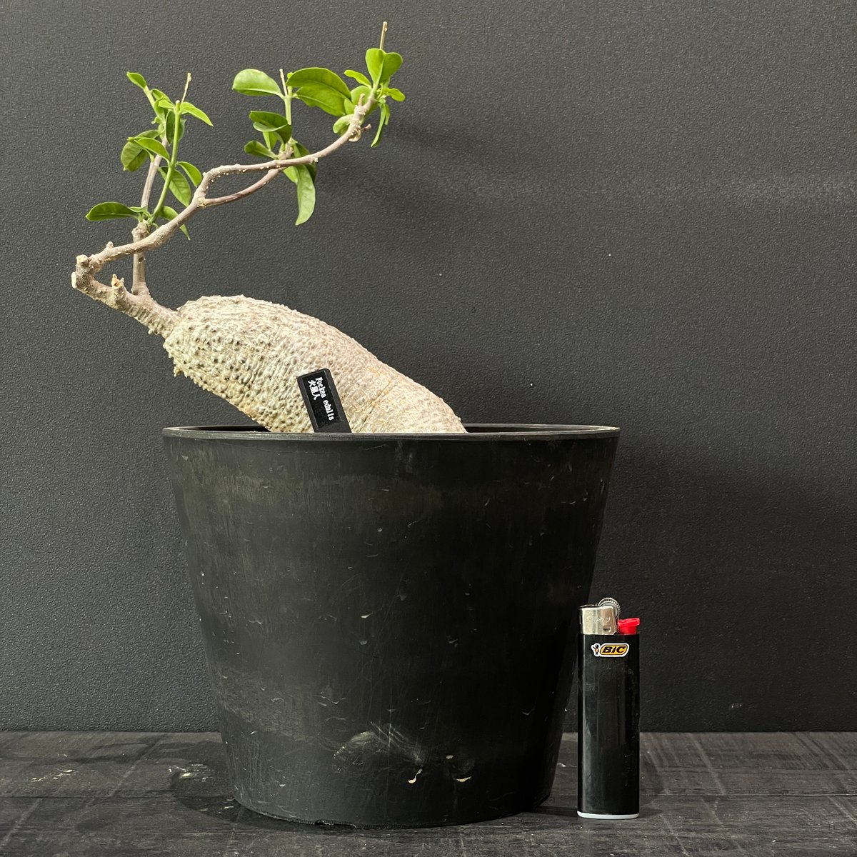 塊根植物 フォッケア エデュリス 火星人 × BLACK PLASTIC POT | 最終的