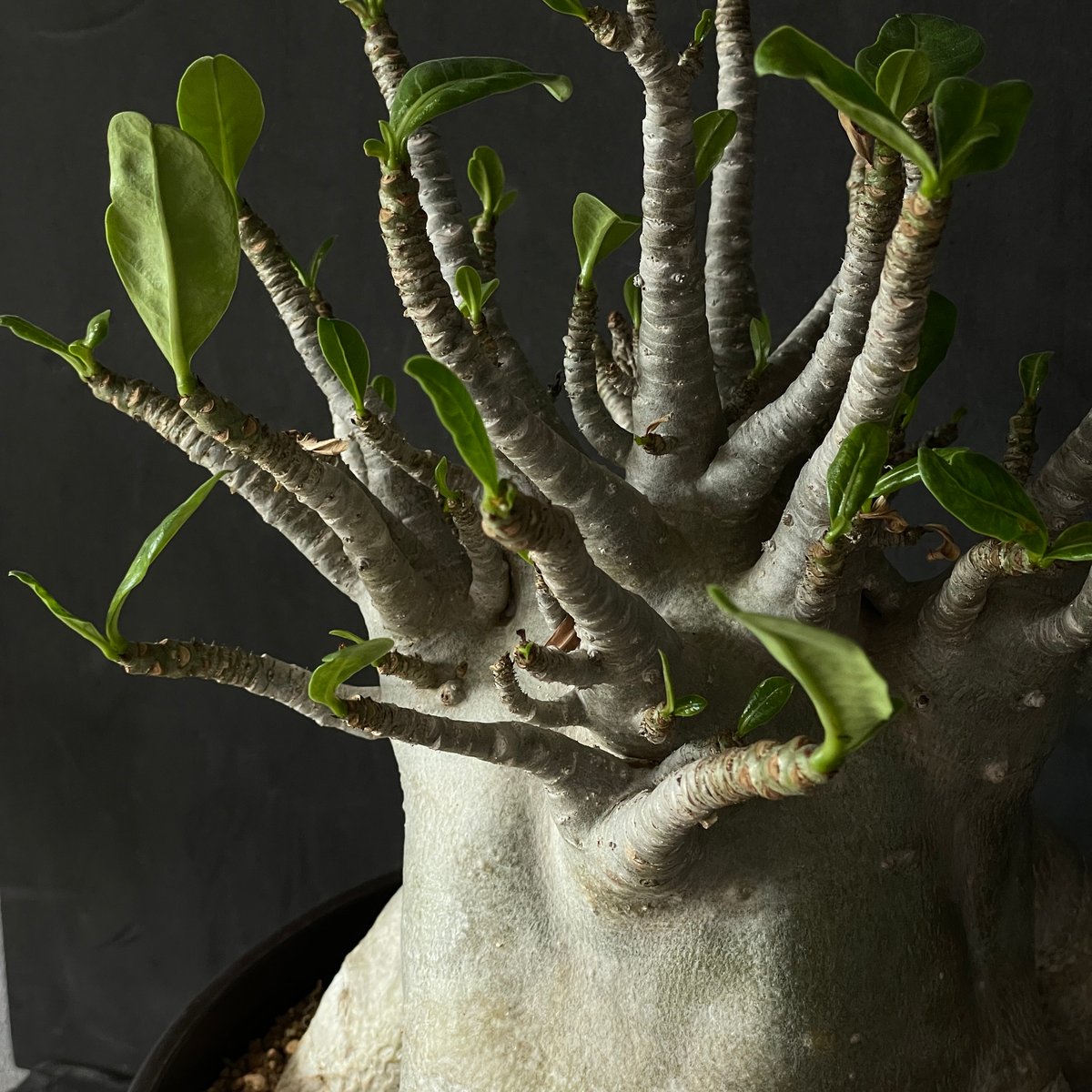 塊根植物 アデニウム アラビカム（タコ足仕立て） × プラ鉢 | 最終的に