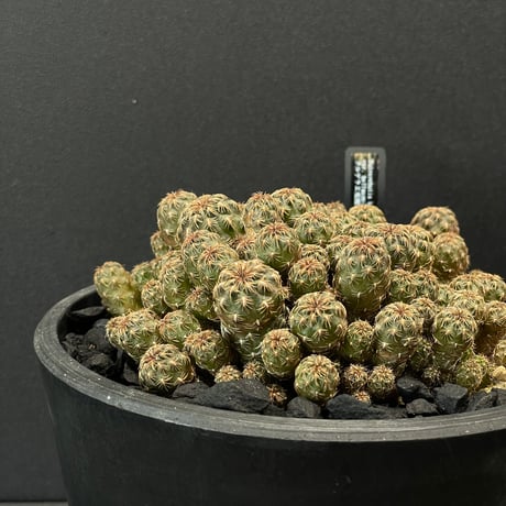 テフロカクタス　アオラカンザス FNつき　18種類セット　5粒ずつ 最終的にサボテン オンラインストア