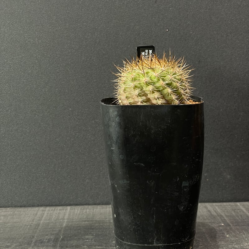 サボテン 園芸ネット本店｜サボテン：エキノプシス フォルモーサ 3号硬質ポット