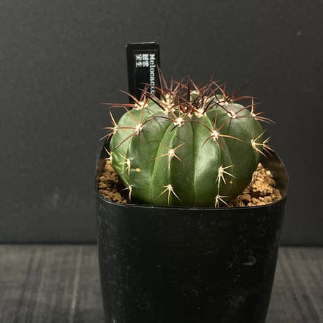 メロカクタス | STORES