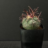 ☆サボテン　緋冠竜　テロカクタス　鉢付き配送 s3111-10.jpg