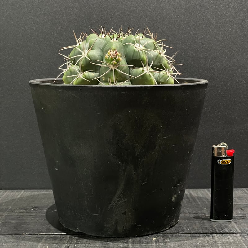 サボテン ギムノカリキウム 黒豹玉 × BLACK PLASTIC POT | 最終的に