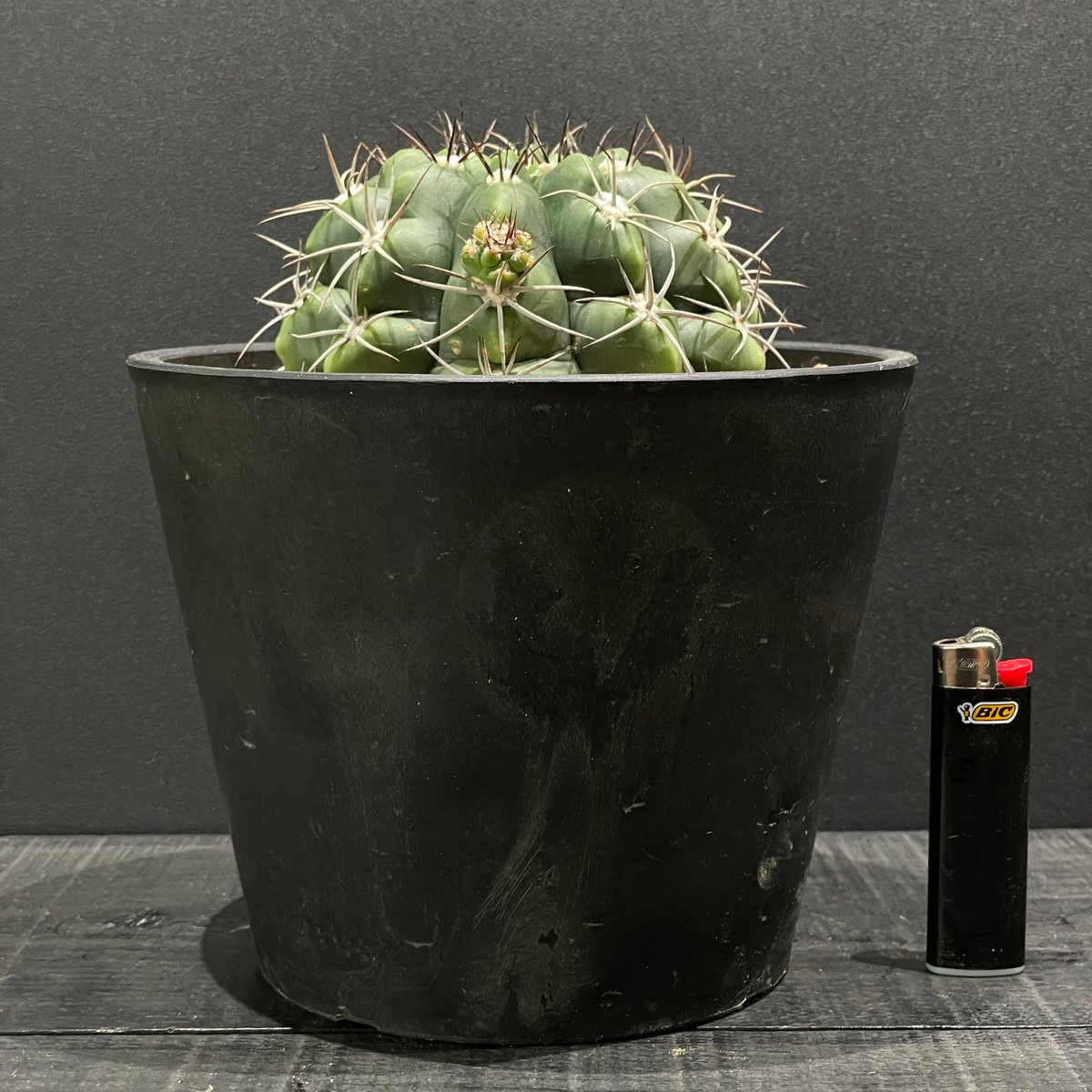 サボテン ギムノカリキウム 黒豹玉 × BLACK PLASTIC POT | 最終的に