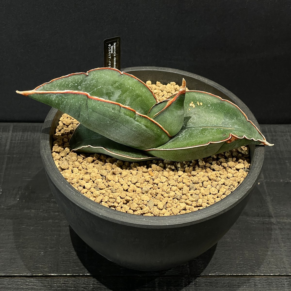 多肉植物 サンスベリア バナナ × BLACK PLASTIC POT | 最終的に