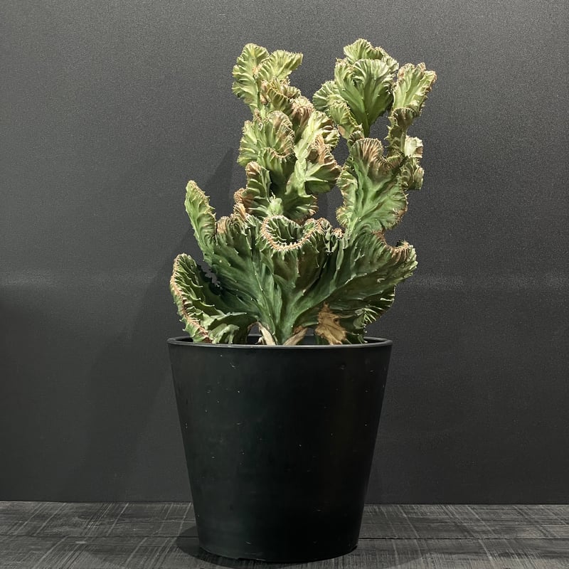 コーデックス ユーフォルビア ラクテア綴化 接ぎ木 × BLACK PLASTIC