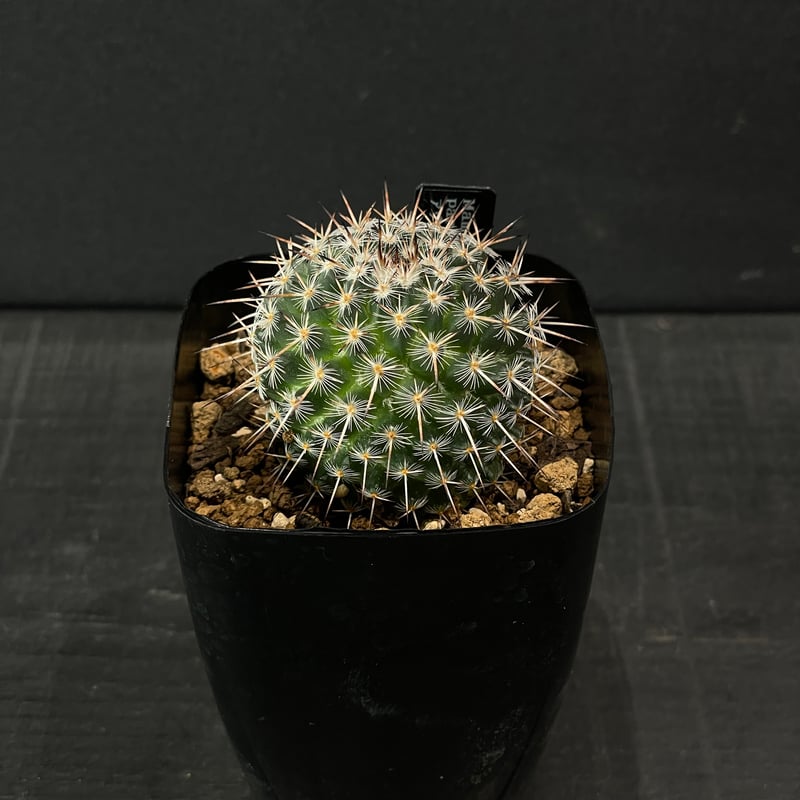 サボテン マミラリア アザラシ × プラ鉢 | 最終的にサボテン