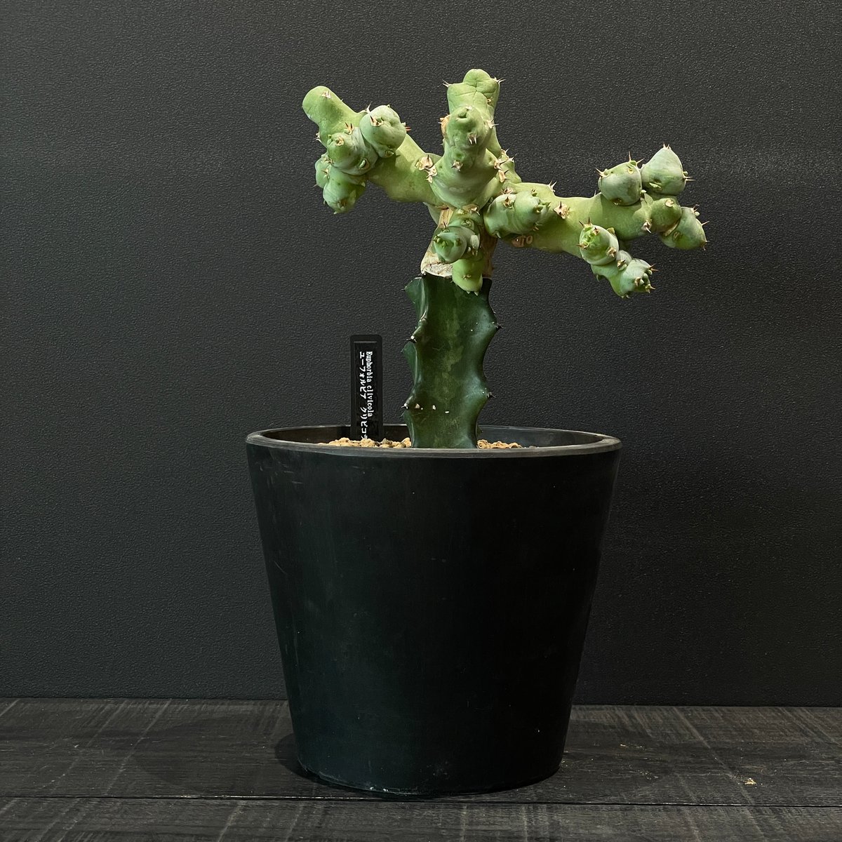 Euphorbia caloderma ユーフォルビア コーデックス ユーフォルビア クリピコラ 接ぎ木 × BLACK PLASTIC POT
