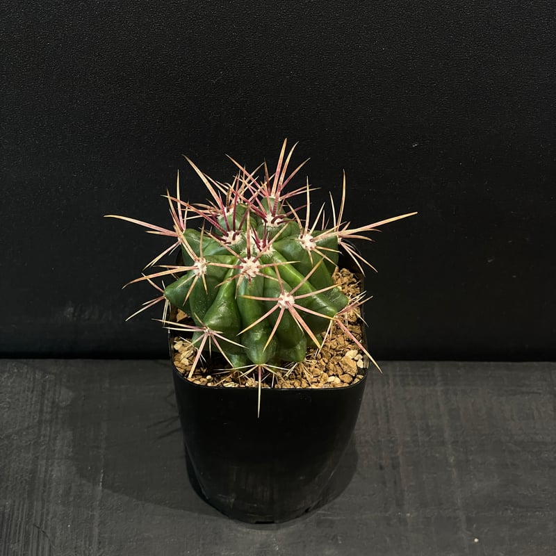 サボテン フェロカクタス 赤鳳 × プラ鉢 | 最終的にサボテン