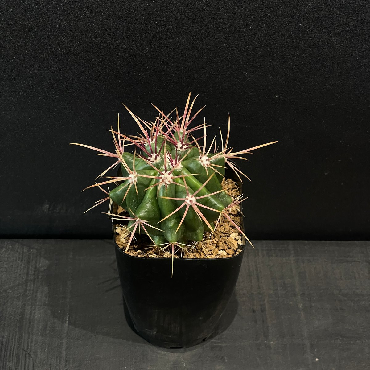 サボテン フェロカクタス 赤鳳 × プラ鉢 | 最終的にサボテン