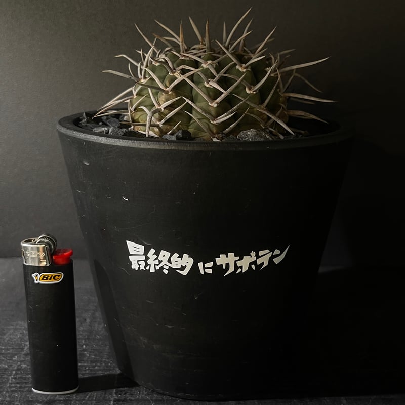 Gymnocalycium vatteri ギムノカリキウム強刺バッテリー | 最終的に