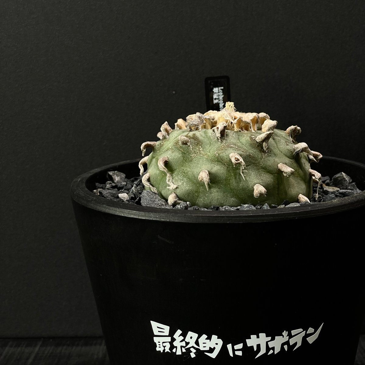 サボテン ロフォフォラ 翠冠玉 × BLACK PLASTIC POT（ロゴ入り