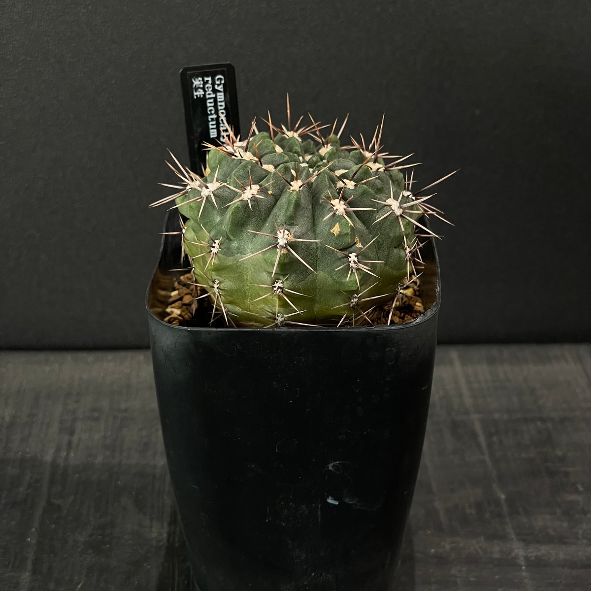 サボテン ギムノカリキウム 白蓮 × プラ鉢 | 最終的にサボテン