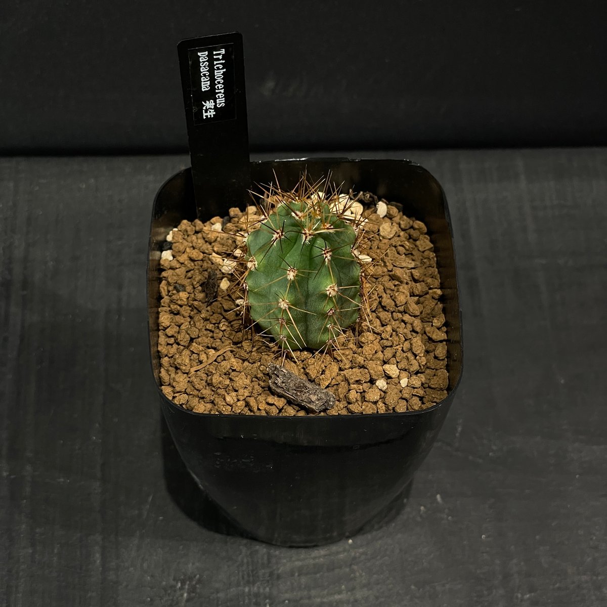 サボテン トリコケレウス 黄鷹 × プラ鉢 | 最終的にサボテン