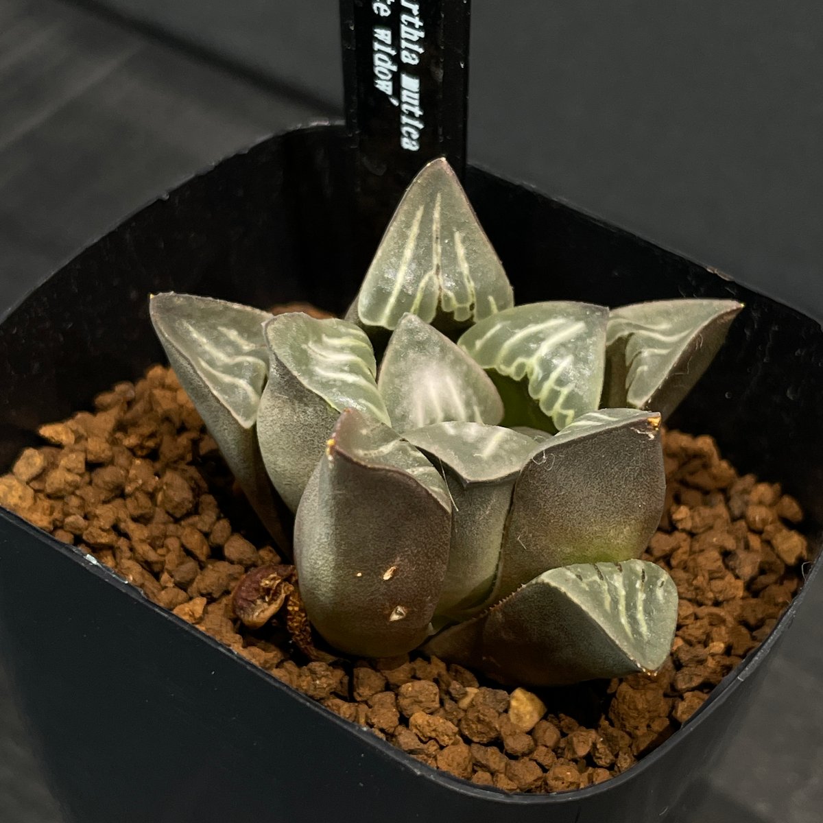 多肉植物 ハオルチア ムチカ whitewidow × プラ鉢 | 最終的にサボテン