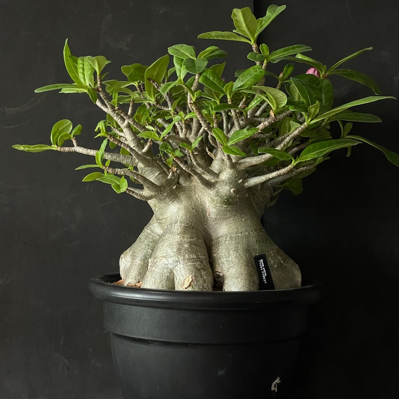 塊根植物 アデニウム アラビカム（タコ足仕立て） × プラ鉢 | 最終的に