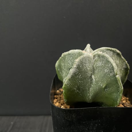 アストロフィツム | STORES