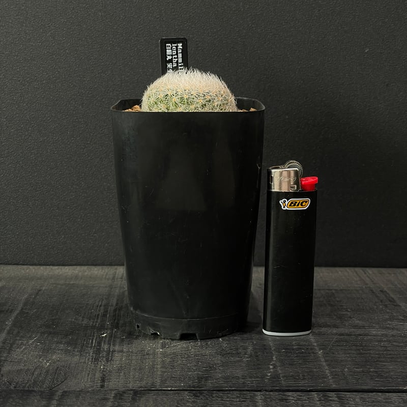 サボテン マミラリア 白絹丸 × プラ鉢 | 最終的にサボテン オンライン