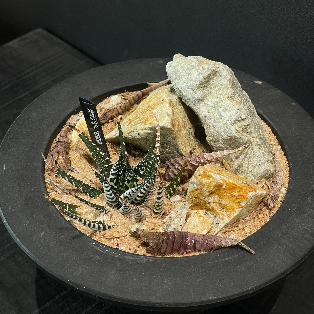 多肉植物 ハオルチア 五重塔 × HABITAT STYLE | 最終的にサボテン